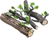 Fresh wood