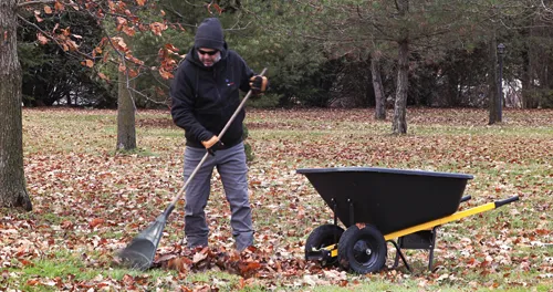 Person wearing hat and sunglasses rakes leaves toward a wheelbarrow.