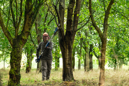 Un ouvrier utilisant l’élagueuse sur perche Bosch GKE18V-25TP, 18 V, 10 po, pour faciliter la coupe de petites branches d’arbre.