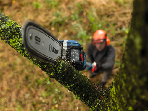 Un ouvrier utilisant l’élagueuse sur perche Bosch GKE18V-25TP, 18 V, 10 po, pour couper des branches d’un grand arbre.