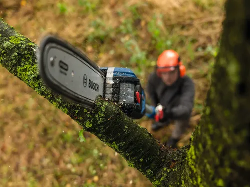 Un ouvrier utilisant l’élagueuse sur perche Bosch GKE18V-25TP, 18 V, 10 po, pour couper des branches d’un grand arbre.