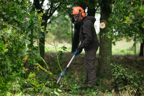 Un ouvrier utilisant l’élagueuse sur perche Bosch GKE18V-25TP, 18 V, 10 po, pour couper des petites branches d’un grand arbre tombées au sol.
