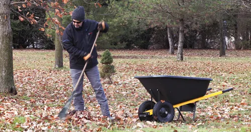Person raking leaves into a black and yellow wheelbarrow on a lawn with fallen leaves.